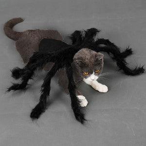 Halloween Spider Costume for Dogs & Cats